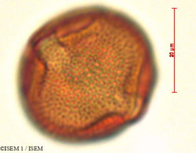 Manettia alba - lame n° 29301